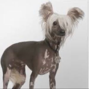 Meet your Posher, Kat